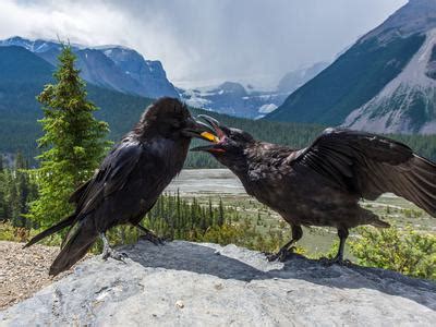 Raven Nesting (Behavior, Eggs + Location) | Birdfact