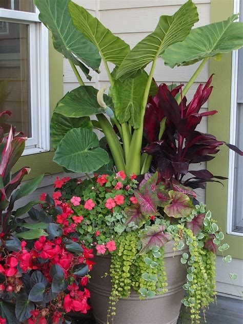 Summer Annual Flowers Planter Alocasia, Dragon Wing Begonia, Lysamachia, Caladium, Impatiens ...