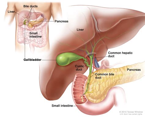 Gallbladder Cancer Treatment - NCI