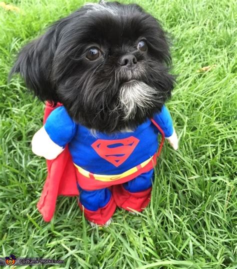 Superman Dog's Halloween Costume | Coolest Cosplay Costumes