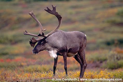 Denali Caribou 4 Photo, Picture, Print | Cornforth Images