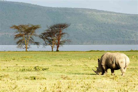 Budget Travel in Lake Nakuru | Safari Travel Guide