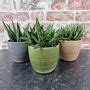 Trio Of Ceramic Planters With Succulent Plants By Stupid Egg Houseplants