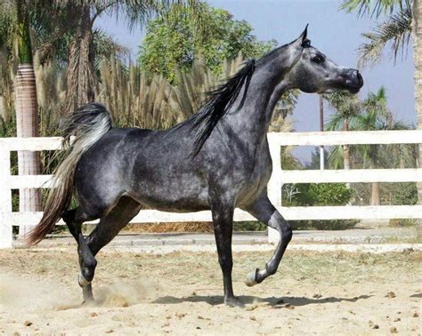 Dark Dapple Grey Horse | Dark Dapple Grey Arabian | Horse reference ...