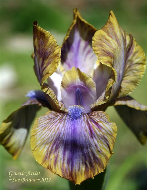 PlantFiles Pictures: Arilbred Iris 'Genetic Artist' (Iris) by Calif_Sue