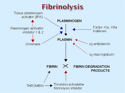 Blood biochemistry - online presentation