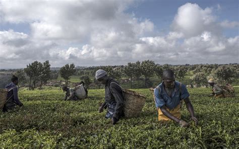 Kenyan Tea, a Reliable Export, Brews a Market at Home - WSJ