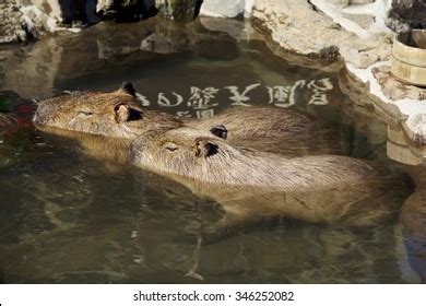 Capybara Which Bathes Hot Springs Stock Photo 346252082 | Shutterstock