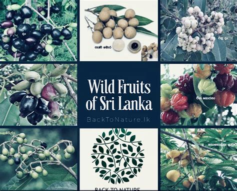 Native rare Healthy wild Fruits in Sri Lanka | Back to Nature