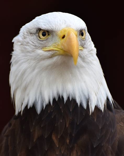 Bald Eagle Head Close-up stock photo. Image of bird - 111361422