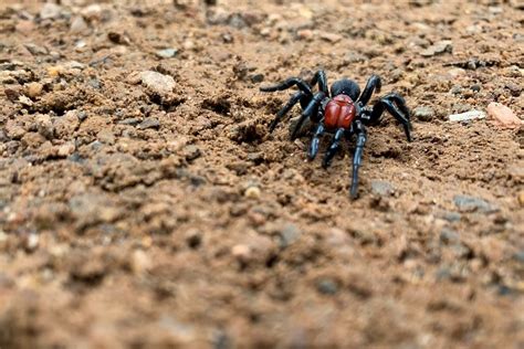 Mouse Spider (Missulena) - Glenlivet Wildlife