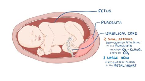 Development of the umbilical cord: Video & Anatomy | Osmosis