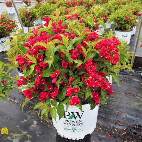 Weigela florida Sonic Bloom® Red Weigela from Home Nursery