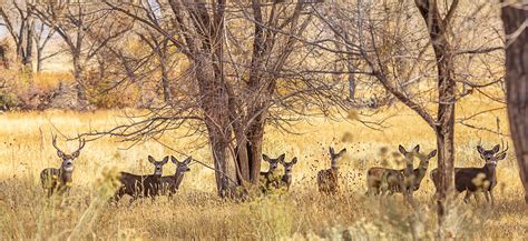 Protecting the Hub of the Mule Deer Herd's Winter Range