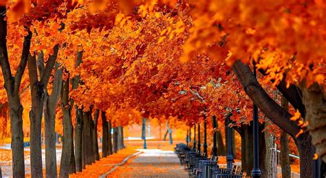 Orange trees, leaves, autumn, orange, nature, landscape, scene, leaf, fall, park, HD wallpaper ...