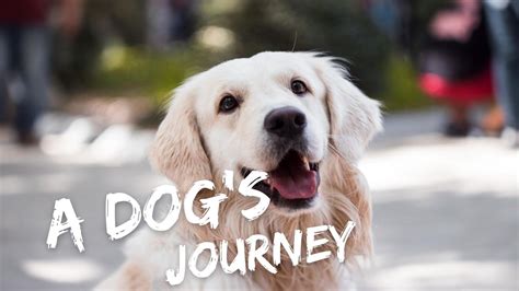 A Dog’s Journey: Ways to Become a More Generous Person