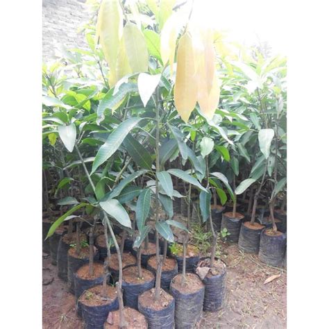 Jual Tanaman Hidup! Tanaman Kebun Taman Bibit Mangga Arumanis Super ...