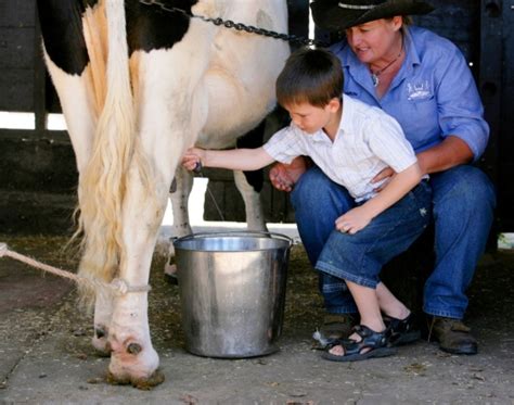 Cow-milking- Farm Stay Camping Australia