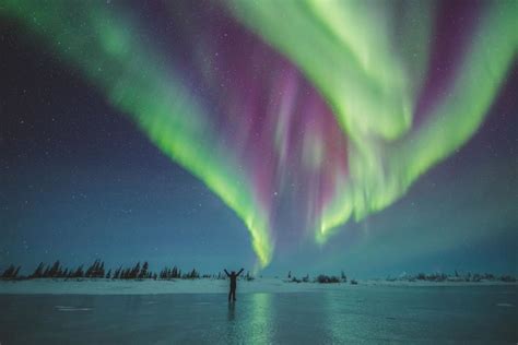 When To See Polar Bears, Belugas, and Northern Lights in Churchill, Canada