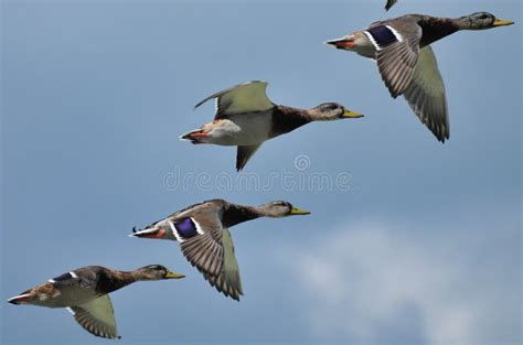 8,342 Wild Ducks Flying Stock Photos - Free & Royalty-Free Stock Photos from Dreamstime