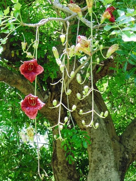 Kigelia Pinnata 8 Seeds African Sausage Tree Kigelia Africana | Etsy | Flowering trees ...