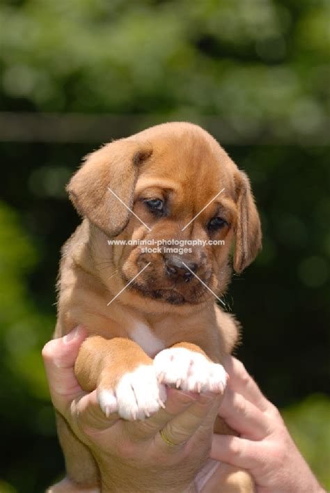 Broholmer Puppies - Puppy Dog Gallery