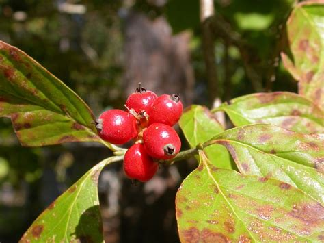 Out My Backdoor: Dogwood Berries Are a Wildlife Favorite – Georgia Wildlife Blog