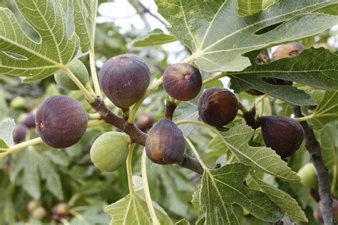 Fig Tree Diseases | eHow