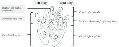 Anatomy of the pig lung. Diagram from C.L. Pavaux [26]. The black... | Download Scientific Diagram