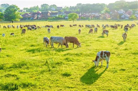 Cows grazing on pasture stock image. Image of livestock - 117479545