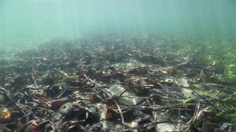 Sea urchin harvest a win-win for seafood industry and seagrass habitat ...