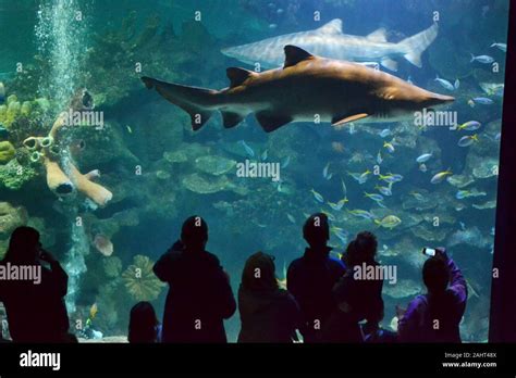 Blue planet aquarium chester hi-res stock photography and images - Alamy