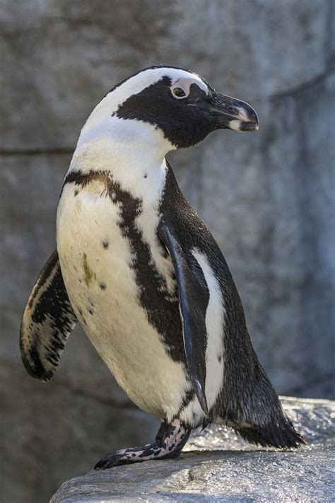 African Penguin Habitat