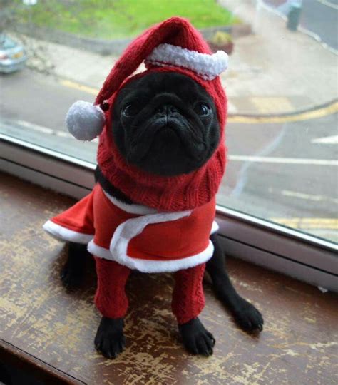 Cute black pug in a santa costume!