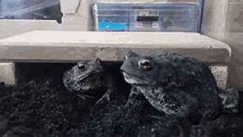 Toad Eating GIF - Toad Eating Frog - Discover & Share GIFs