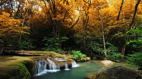 Fondos de Pantalla 2560x1440 Otoño Bosques Cascadas árboles Naturaleza descargar imagenes