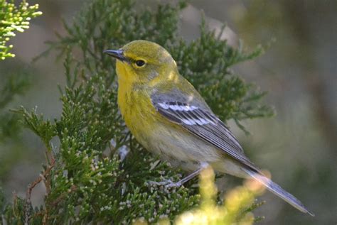 Woods Walks and Wildlife: A Pine Warbler Up Close