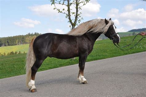 Noriker Horse Info, Origin, History, Pictures