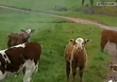 Cow Sprinkler *click* | jizzpony