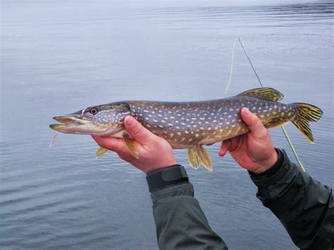 The Adventures and Musing of Drew Price, Angler: Spring Pike Fishing Techniques for Vermont Fly Guys