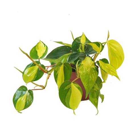 Philodendron Brasil | Buy Online In Abu Dhabi, Dubai, UAE