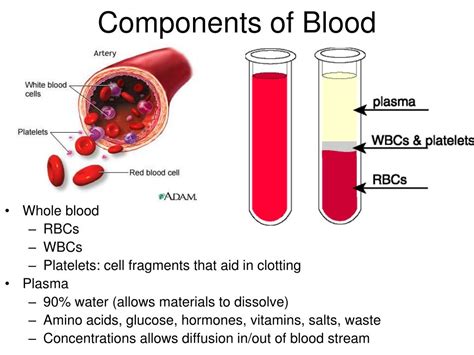 Components Of Human Blood / Mariner Cliff Lee has abdominal strain, using new therapy ... - This ...