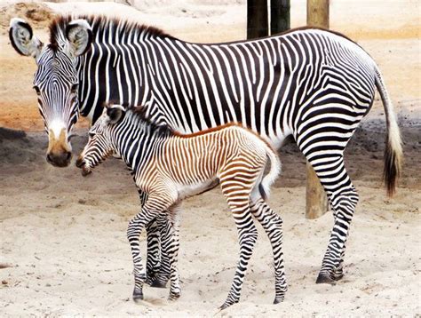 Endangered zebra foals born at Gulf Breeze Zoo | Zebra, Animals, Foals