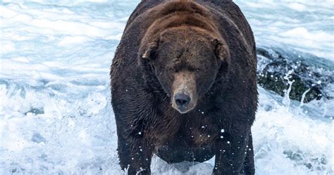 747 wins Fat Bear Week contest despite ballot-stuffing turbulence - CBS News