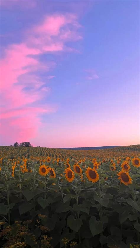 Sunflower sunset in 2022 | Fields photography, Sunset photography ...