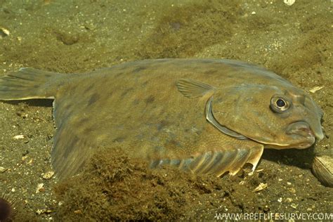 Southern Flounder Habitat