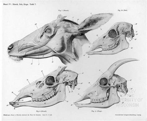 12 best images about Deer Anatomy on Pinterest | Animal anatomy, Deer skulls and A deer