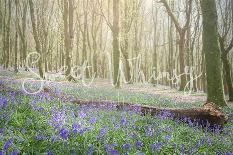 4 Bluebell Forest Digital Backdrops Photoshop Digital Backgrounds ...