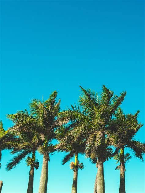 Green palm tree under blue sky during daytime photo – Free South africa Image on Unsplash