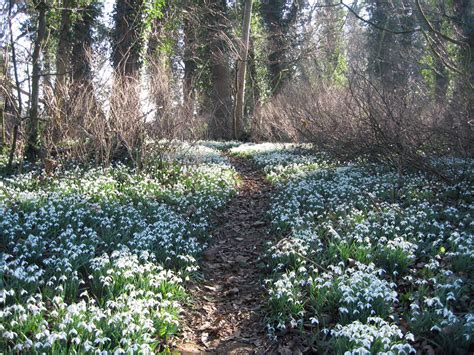 Norfolk NGS Snowdrop Gardens 2014 - iceni Post News from the North folk & South folk